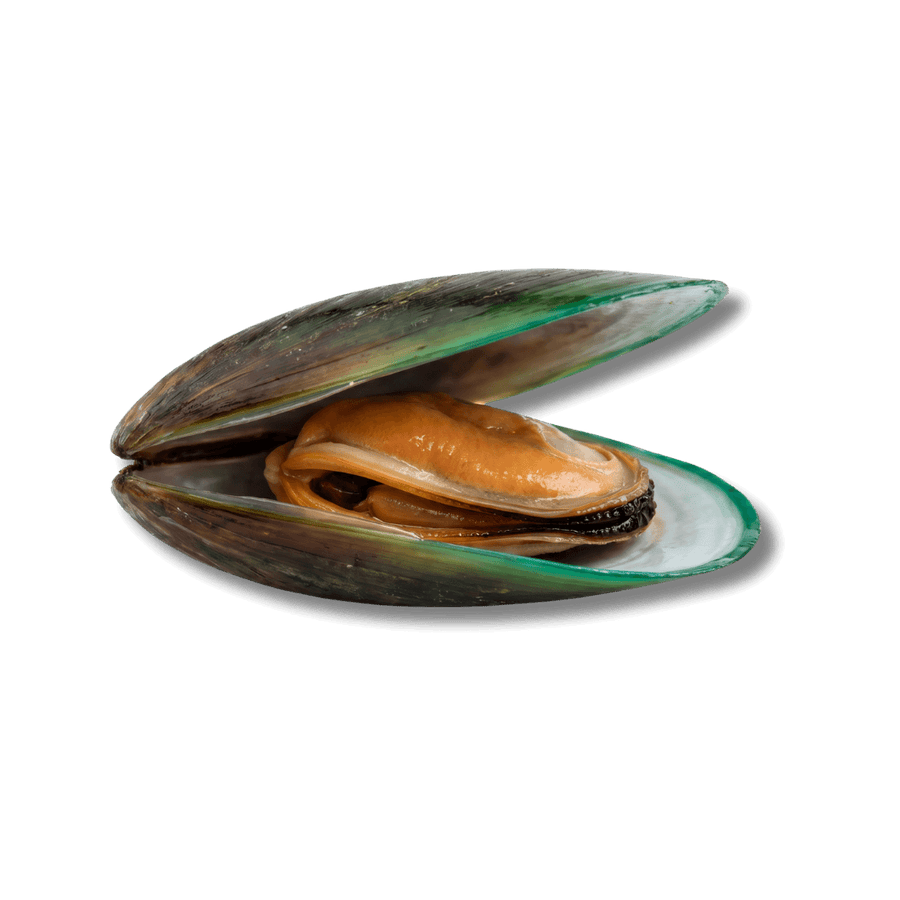 Green Lipped Mussel